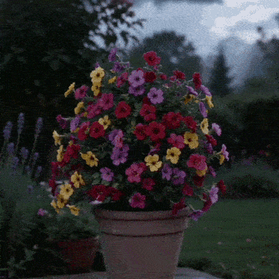 Violet Garden Bloom Ball result