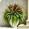 UV Resistant Artificial Fern And Red Dracaena