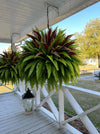UV Resistant Artificial Fern And Red Dracaena