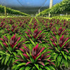 UV Resistant Artificial Fern And Red Dracaena