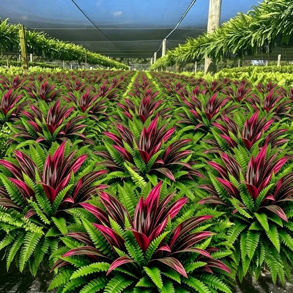 UV Resistant Artificial Fern And Red Dracaena