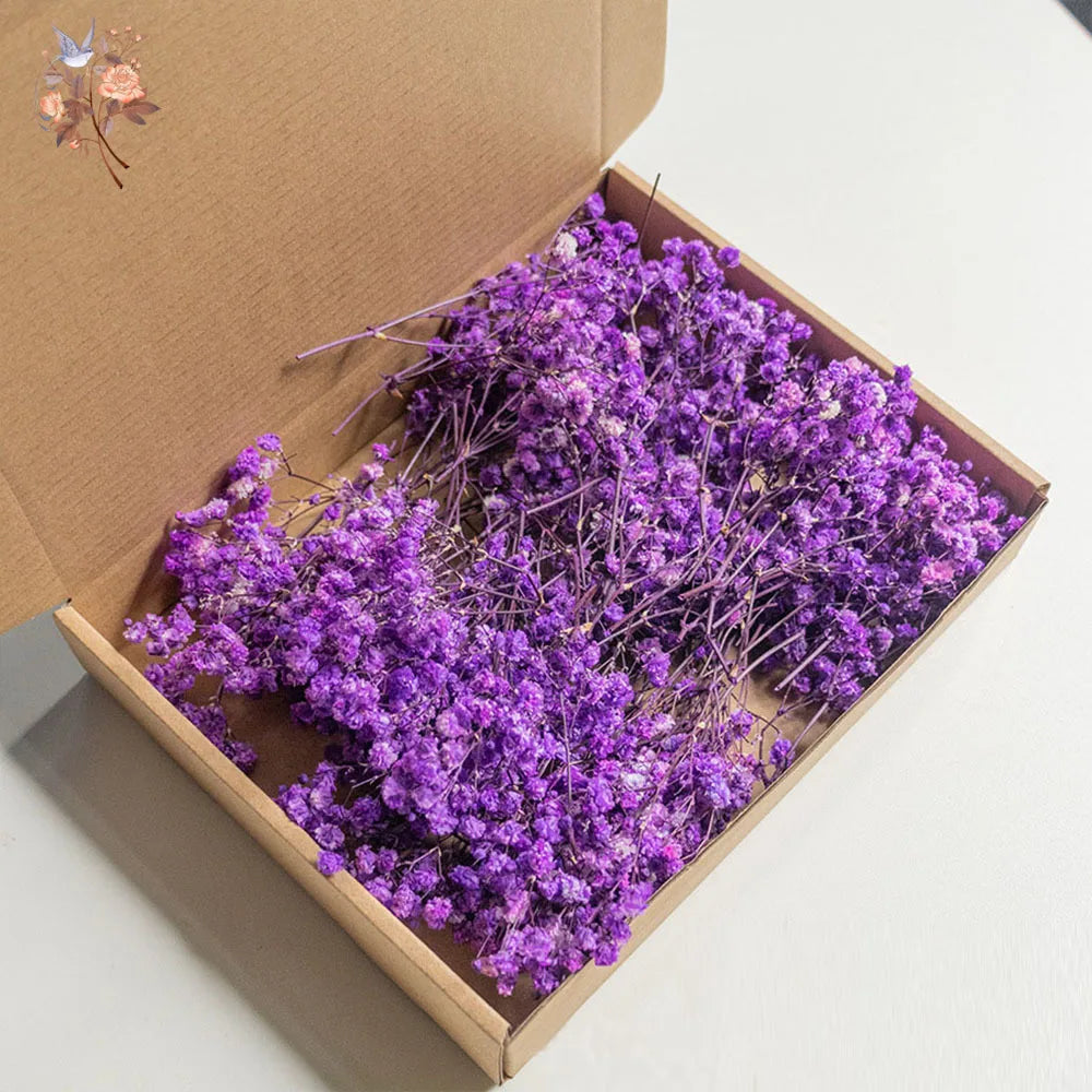 Mini Dried Gypsophila Flower DIY Aromatherapy Candle Material Home Decor Eternal Flowers Baby Breath Embellish Gift 100pcs Boxed