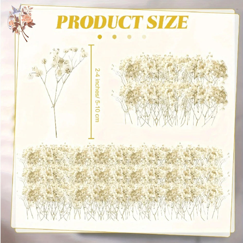 Mini Dried Gypsophila Flower DIY Aromatherapy Candle Material Home Decor Eternal Flowers Baby Breath Embellish Gift 100pcs Boxed
