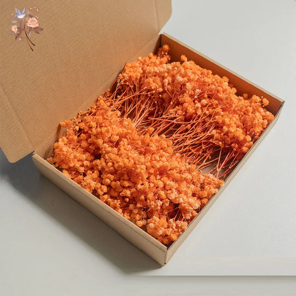 Mini Dried Gypsophila Flower DIY Aromatherapy Candle Material Home Decor Eternal Flowers Baby Breath Embellish Gift 100pcs Boxed