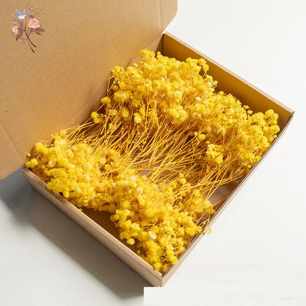 Mini Dried Gypsophila Flower DIY Aromatherapy Candle Material Home Decor Eternal Flowers Baby Breath Embellish Gift 100pcs Boxed