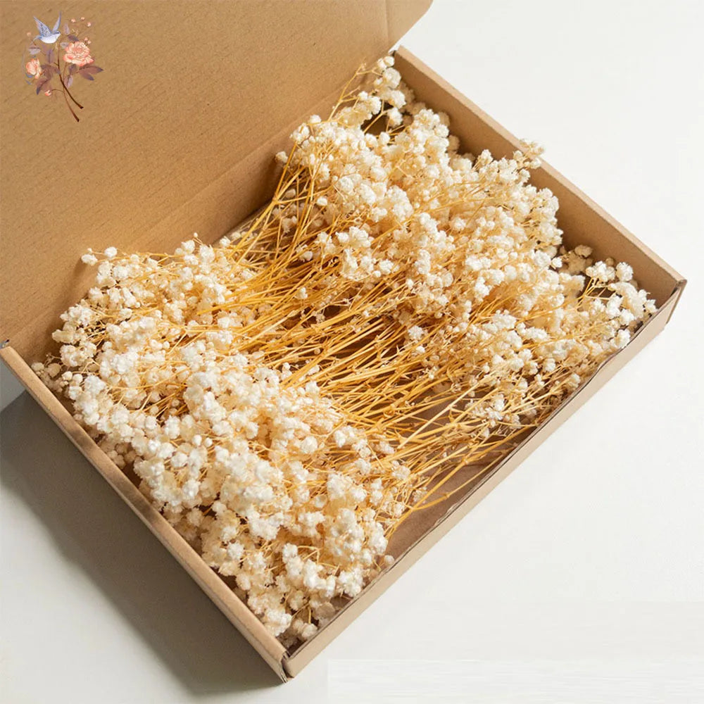 Mini Dried Gypsophila Flower DIY Aromatherapy Candle Material Home Decor Eternal Flowers Baby Breath Embellish Gift 100pcs Boxed