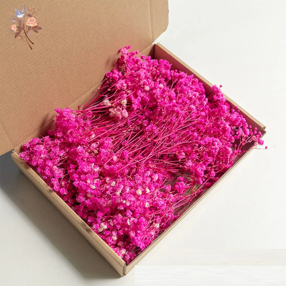 Mini Dried Gypsophila Flower DIY Aromatherapy Candle Material Home Decor Eternal Flowers Baby Breath Embellish Gift 100pcs Boxed