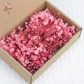 Mini Dried Gypsophila Flower DIY Aromatherapy Candle Material Home Decor Eternal Flowers Baby Breath Embellish Gift 100pcs Boxed